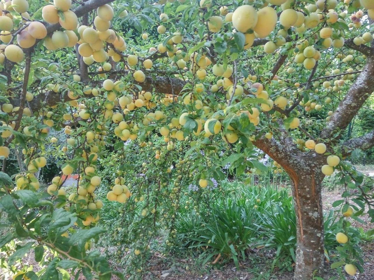 فندق Quinta Da Telheira فيلا ريال المظهر الخارجي الصورة